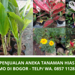 Tempat Jual Tanaman Hias Murah di Bogor | Sedia Aneka Tanaman Hias Harga Promo | WA 0857 1128 6184