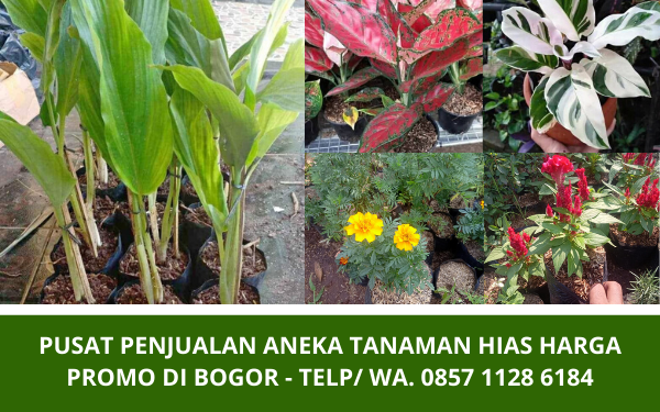 Tempat Jual Tanaman Hias Murah di Bogor | Sedia Aneka ...