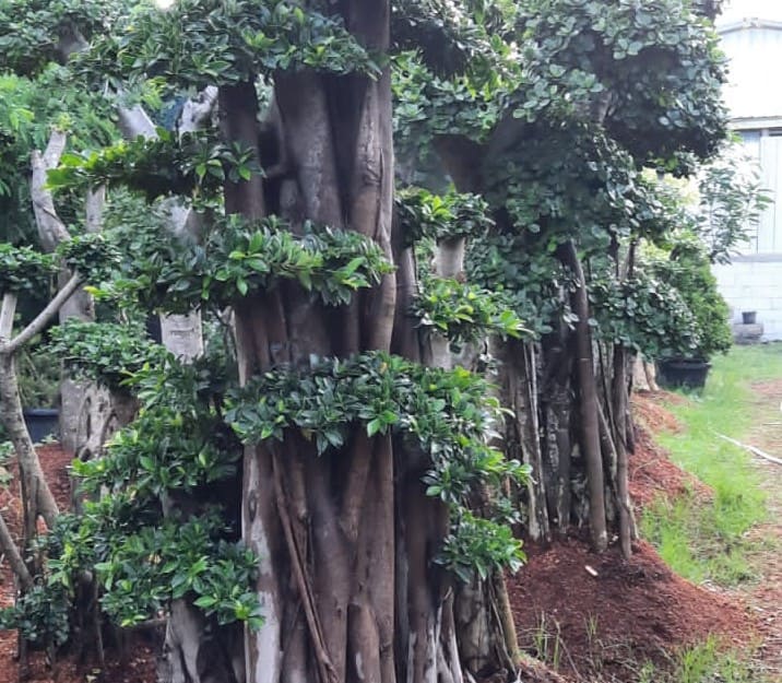 Jual Pohon Trembesi Tabebuya Angsana Mahoni
