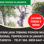 Jasa Tebang Pohon Murah Jakarta | Tukang Tebang Pohon Panggilan Jakarta | WA. 0859 6441 4029
