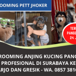 Grooming Anjing Kucing Terdekat Panggilan Murah di Surabaya Sidoarjo Gresik | Telp/ WA. 0857 3816 7543