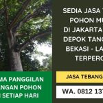 Jasa Tebang Pohon Jakarta Bogor Depok Tangerang Bekasi Murah Terpercaya | WA. 0812 1377 5957
